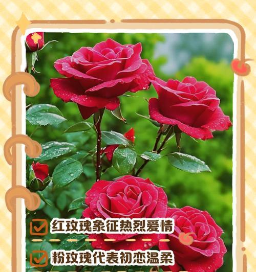小人物的花语代表了什么？它有何象征意义？