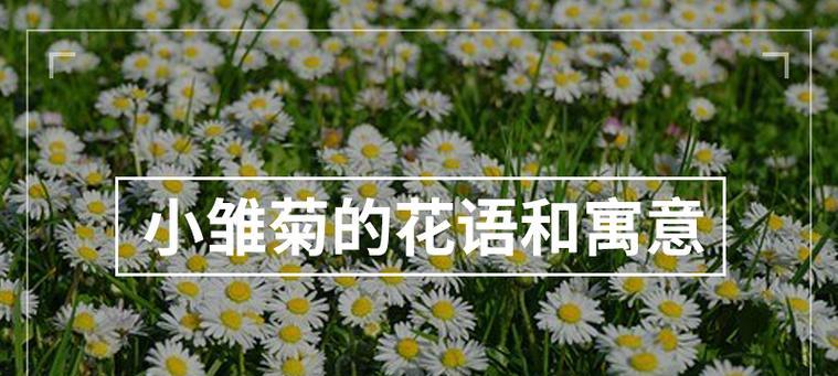 小簇菊的花语和寓意是什么？