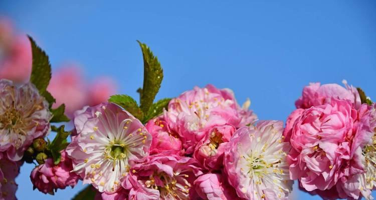 和鬼相关的花语是什么呢？xxx的花语是什么？