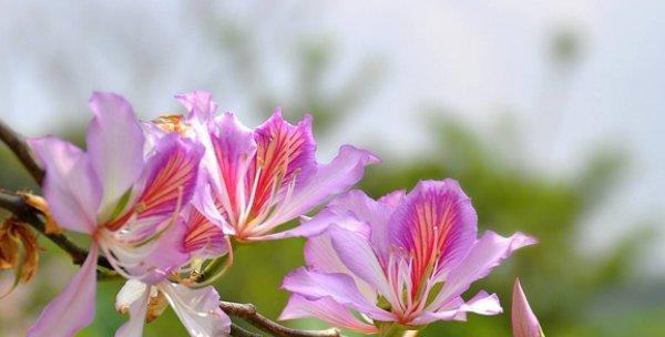 瑞香烟的寓意和花语分别是什么？