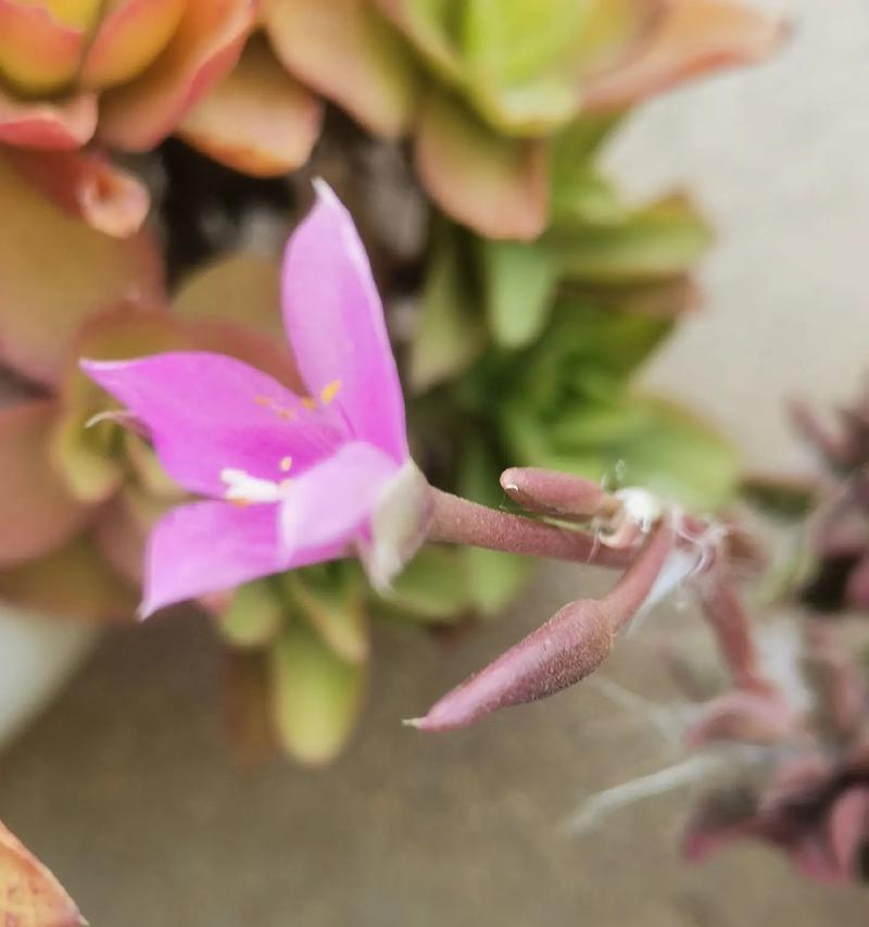 欢乐豆多肉植物的花语有哪些特别之处？