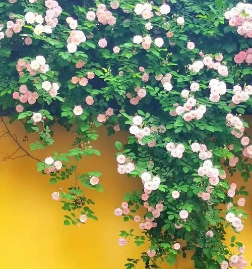 一路开花的花语代表什么？在人生旅程中意味着什么？