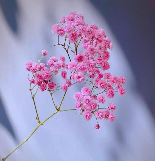 蓝色满天星的花语代表什么？如何搭配其他花材？