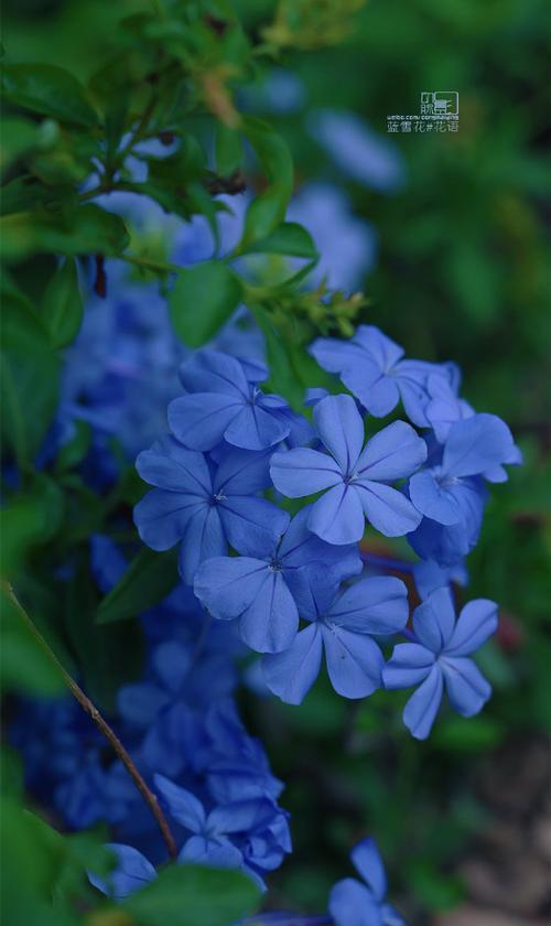 蓝色满天星的花语代表什么？如何搭配其他花材？