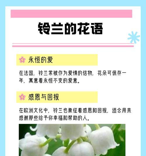 纯白铃兰的花语和寓意有何特别？
