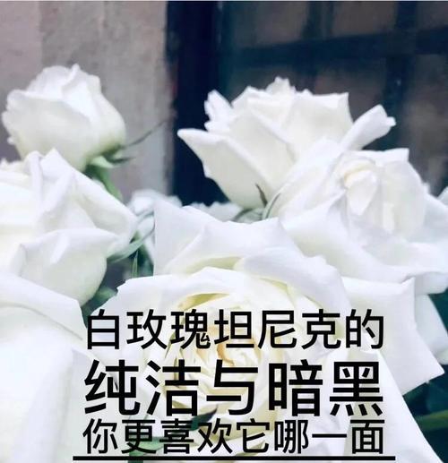 火烧白玫瑰象征着什么？