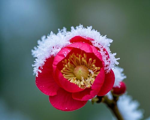腊梅的花语与象征意义是什么？腊梅代表了哪些寓意？