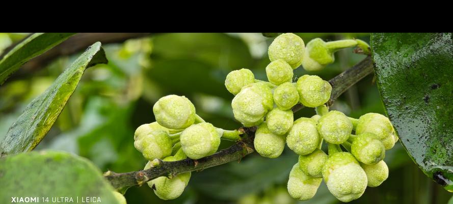 柚子和玫瑰花组合的寓意是什么？柚子插玫瑰花代表什么？