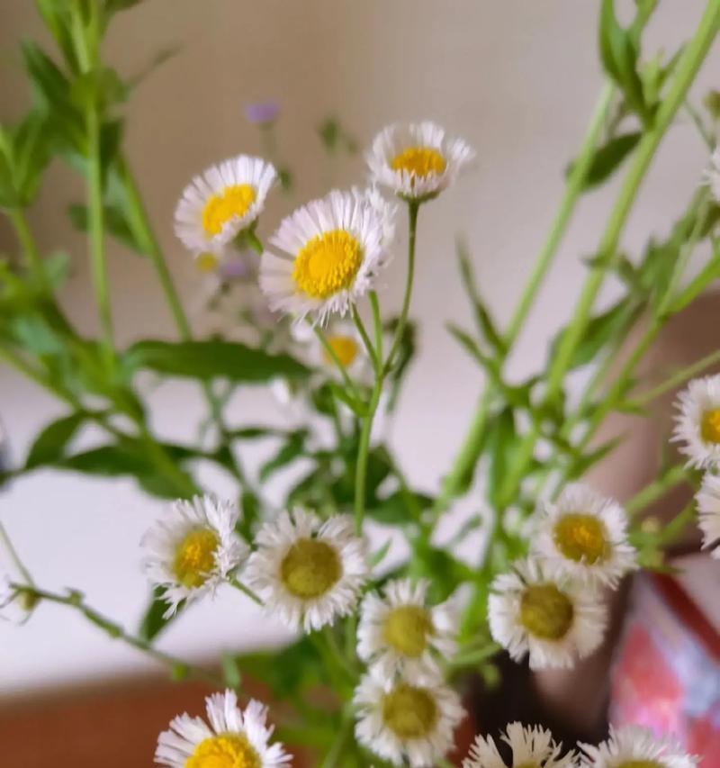 雏菊的花语追风者代表什么？花语中有哪些含义？