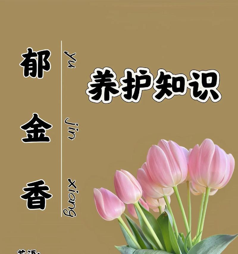 郁金香十五朵的花语是什么？十五朵郁金香代表什么含义？