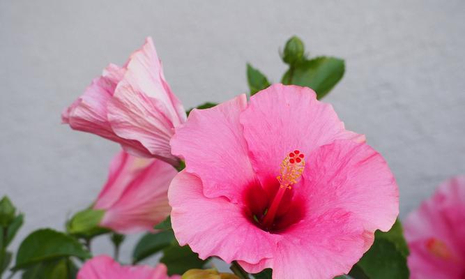 花语盛大的花是什么花？它有何特殊含义？