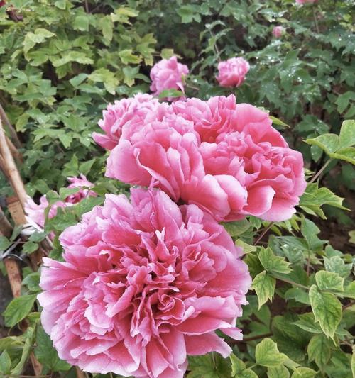 花语盛大的花是什么花？它有何特殊含义？