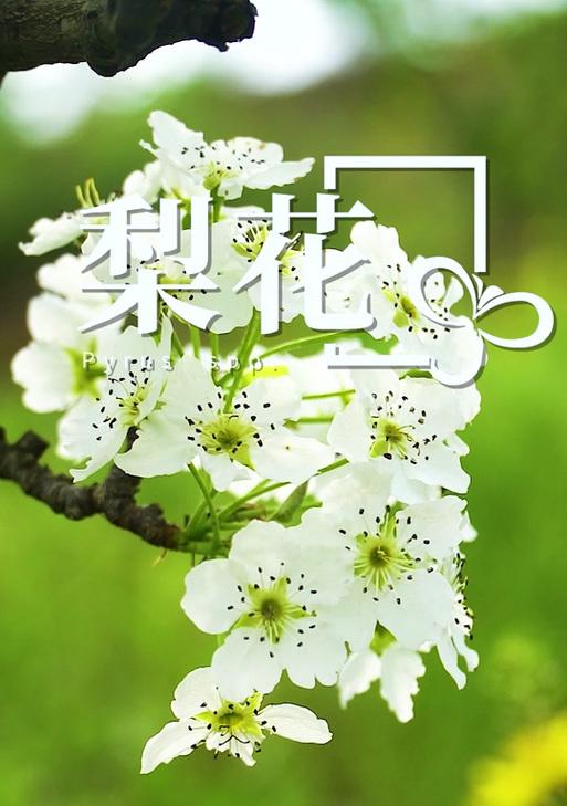 梨花树寓意及花语是什么？这种花语如何表达我们的感情？