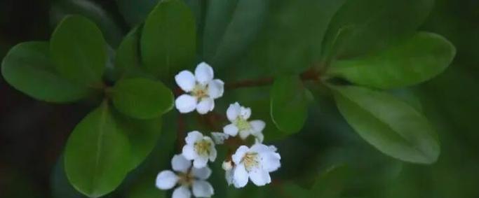 石斑木的花语是什么？它象征着什么？