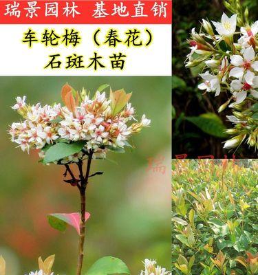石斑木的花语是什么？它象征着什么？