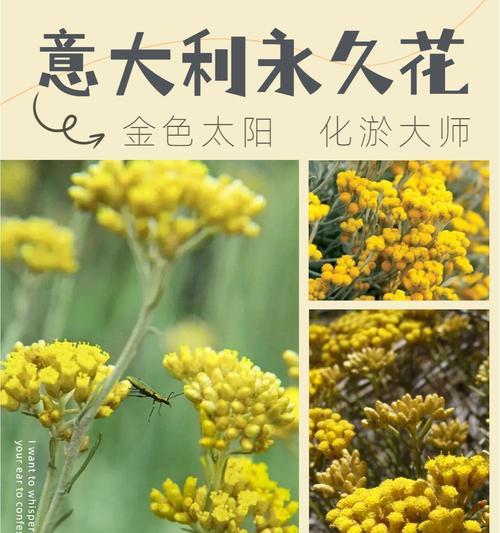 熏衣草金色品种的花语代表什么？