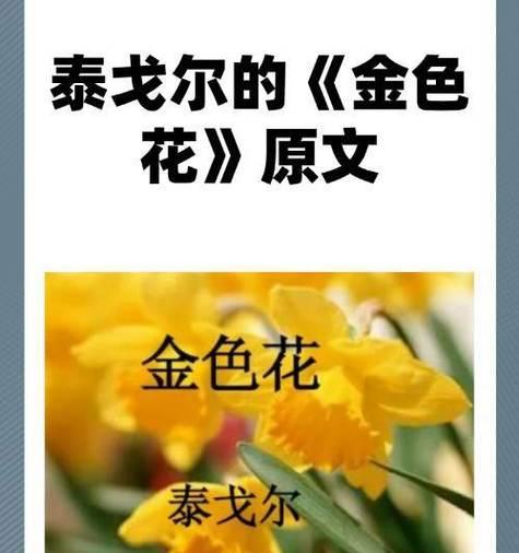 熏衣草金色品种的花语代表什么？