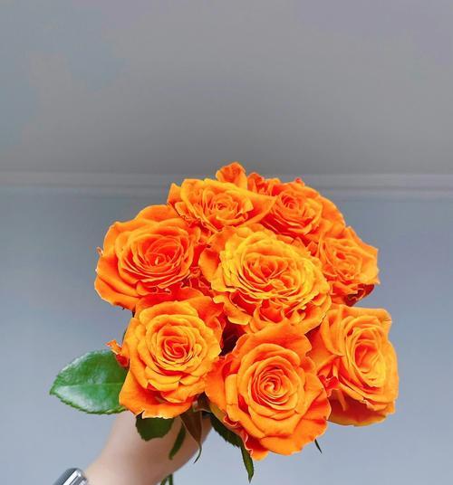白橙色玫瑰的花语含义是什么？如何表达？
