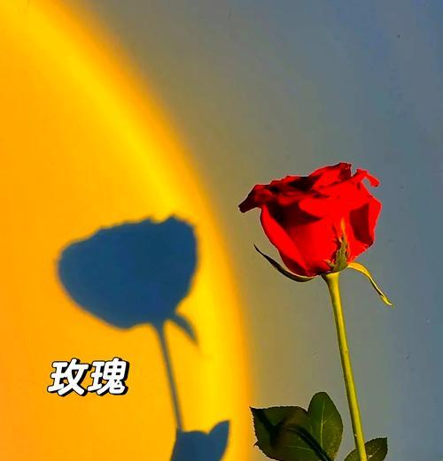 白橙色玫瑰的花语含义是什么？如何表达？