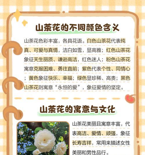 山茶花花束代表什么情感？花语的深层含义是什么？