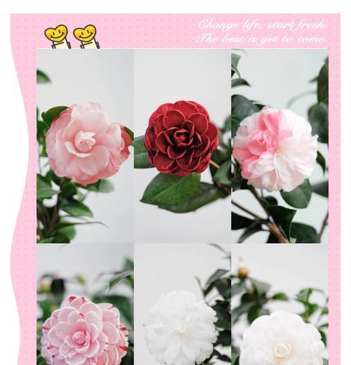山茶花花束代表什么情感？花语的深层含义是什么？