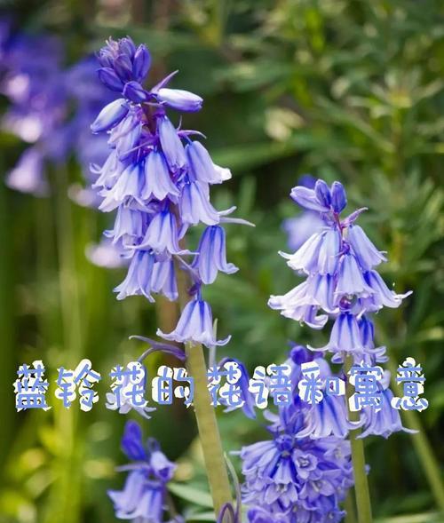 哪种花的花语代表幸福？