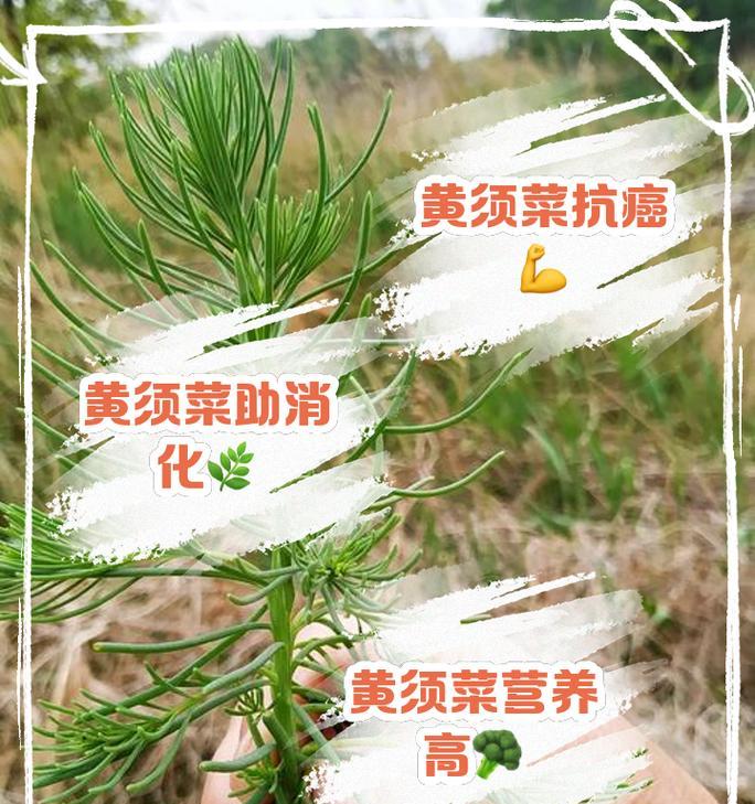 盐须子的花语有何含义？盐须子花语的特别之处是什么？