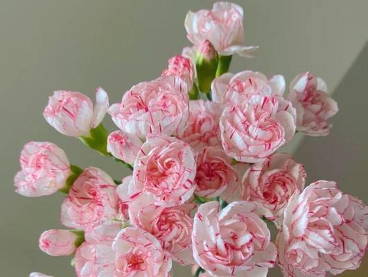 道具康乃馨的花语和寓意是什么？适合什么场合？
