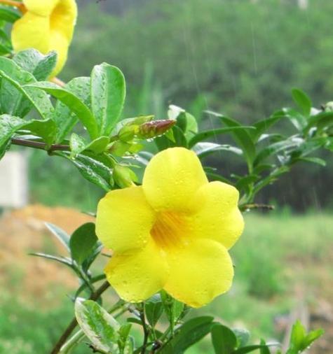 橙花的花语代表爱情吗？橙花象征爱情的含义是什么？