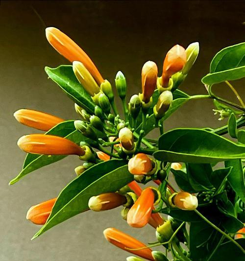 橙花的花语代表爱情吗？橙花象征爱情的含义是什么？