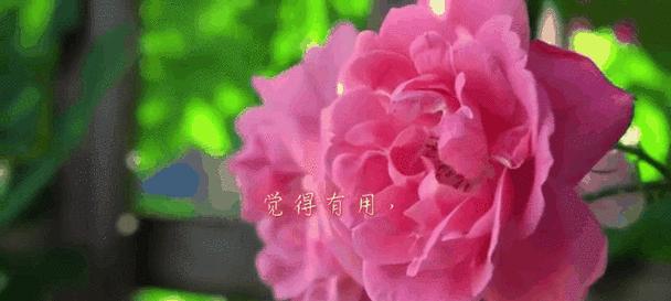 金丹这一概念的专属花语是什么？