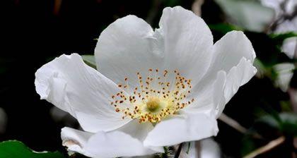 金丹这一概念的专属花语是什么？