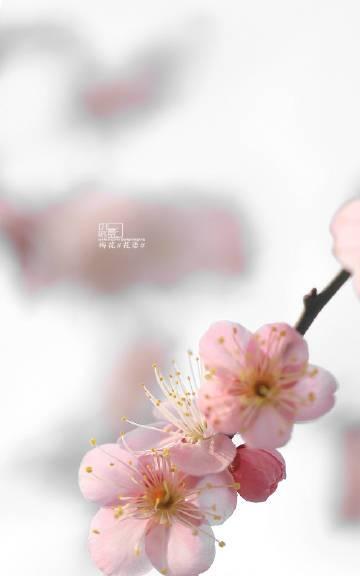 丈母娘和媳妇间花语的含义是什么？