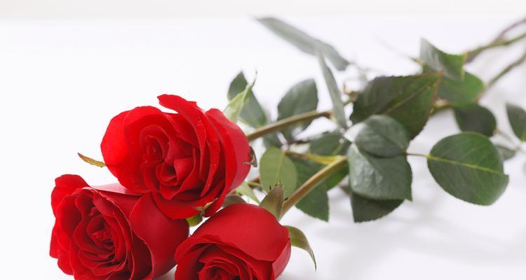 后院栽玫瑰花的寓意是什么？玫瑰花在家庭中的象征意义？