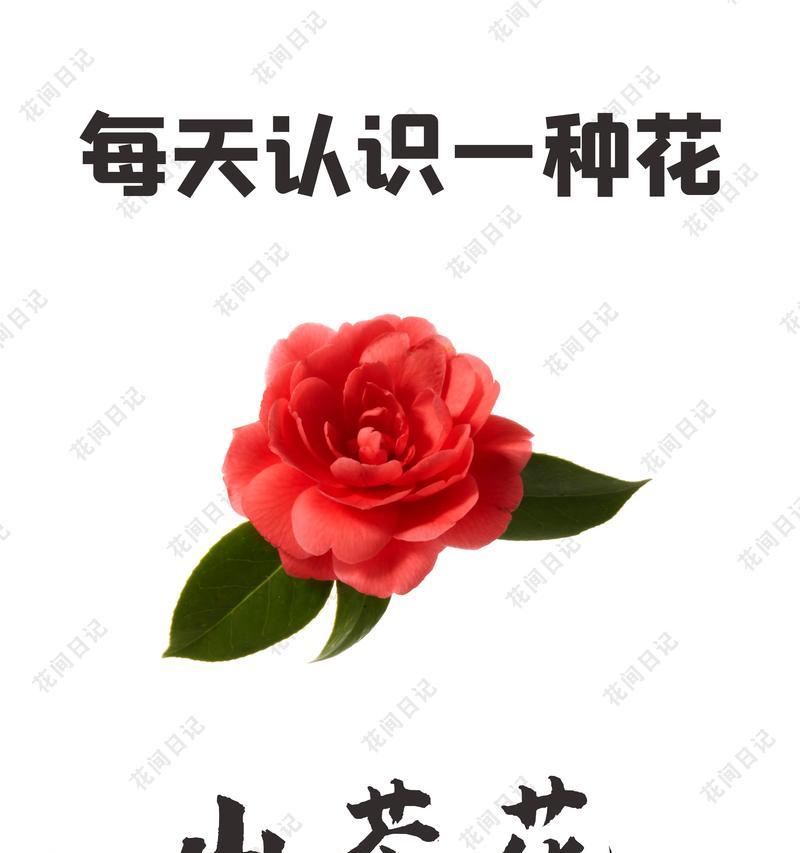 毛枝连蕊茶的花语有何特别之处？