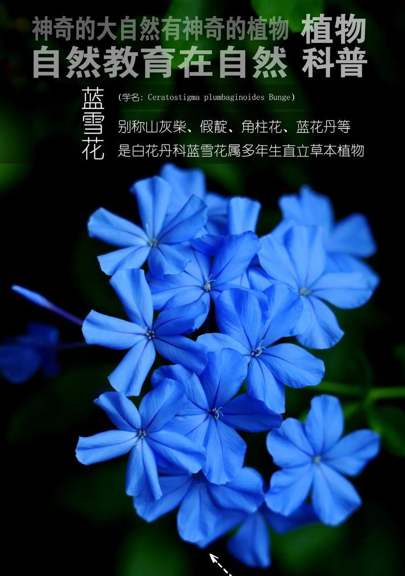 雪蓝花有什么颜色的花语和寓意？不同颜色的雪蓝花代表什么？