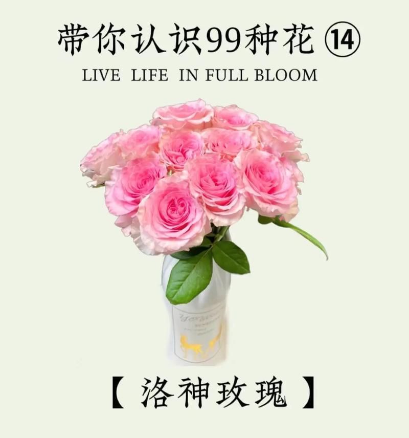 玫瑰花数字寓意有哪些？它们分别代表什么？