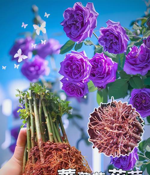 蓝色妖色蔷薇花语是什么？它象征着什么？