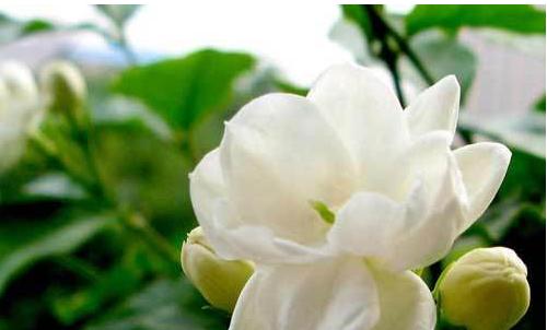 玲珑花语的近义词有哪些？如何理解玲珑花语？