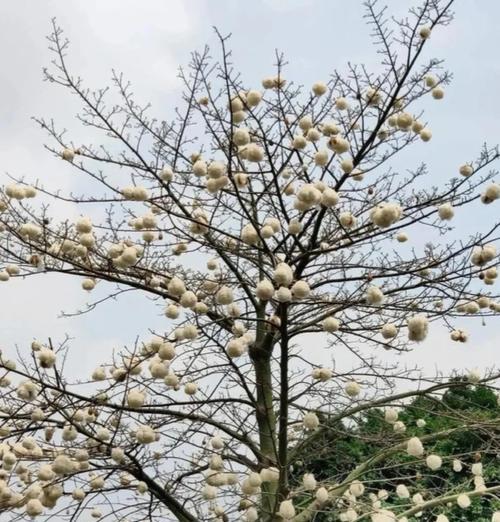 蓝棉花的花语有哪些含义？