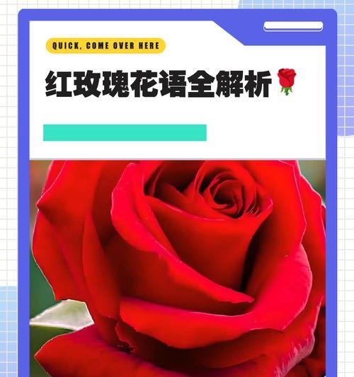 红白色玫瑰花的花语是什么？