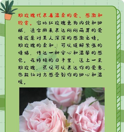 红白色玫瑰花的花语是什么？