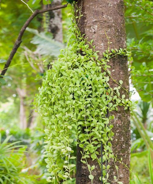 全球30种颠覆认知的奇特植物：探秘自然界的鬼斧神工？