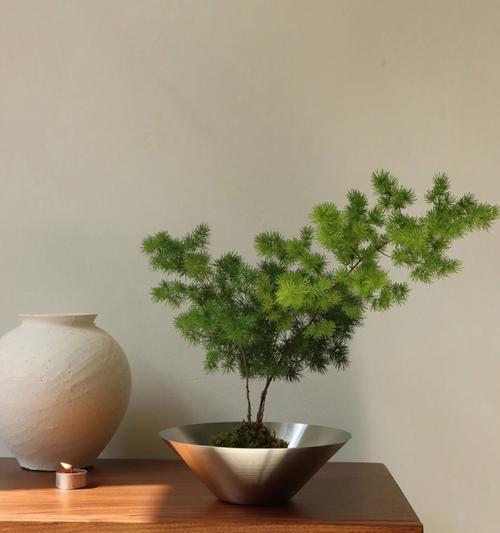 蓬莱松主题盆景如何打造家居艺术与自然和谐？