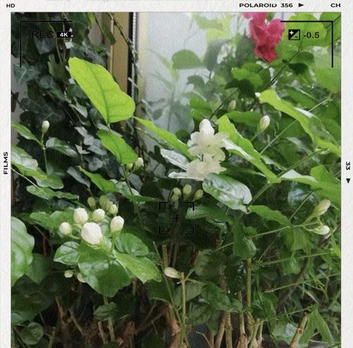 茉莉花开花特征全解析？怎样促进开花？