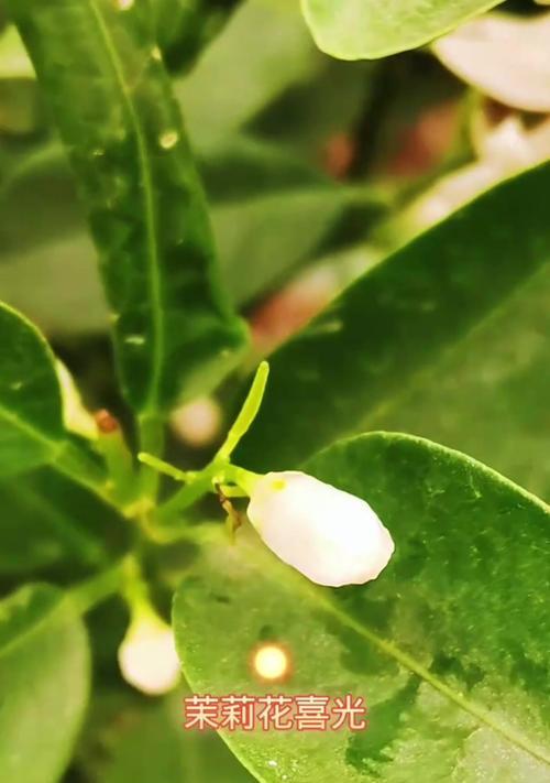 茉莉花开花特征全解析？怎样促进开花？