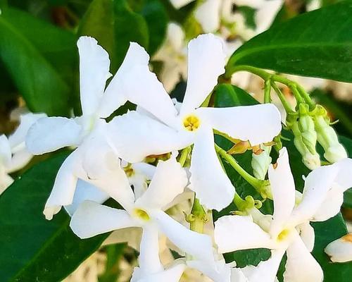 茉莉花开花特征全解析？怎样促进开花？