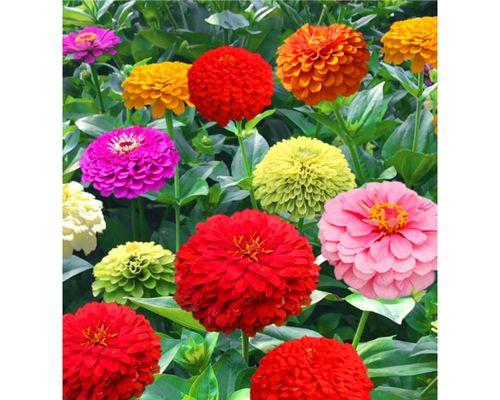 百日草是多年生还是年生植物？冬季可以种植吗？