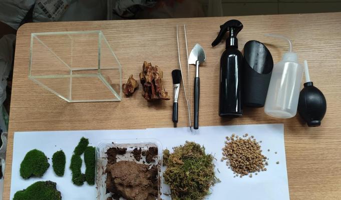 苔藓微景观的养护方法有哪些？主要注意事项是什么？