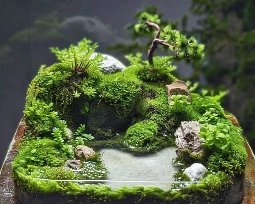 苔藓微景观的养护方法有哪些？主要注意事项是什么？